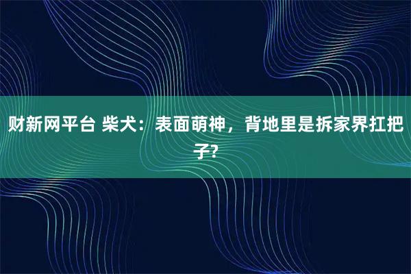 财新网平台 柴犬：表面萌神，背地里是拆家界扛把子?